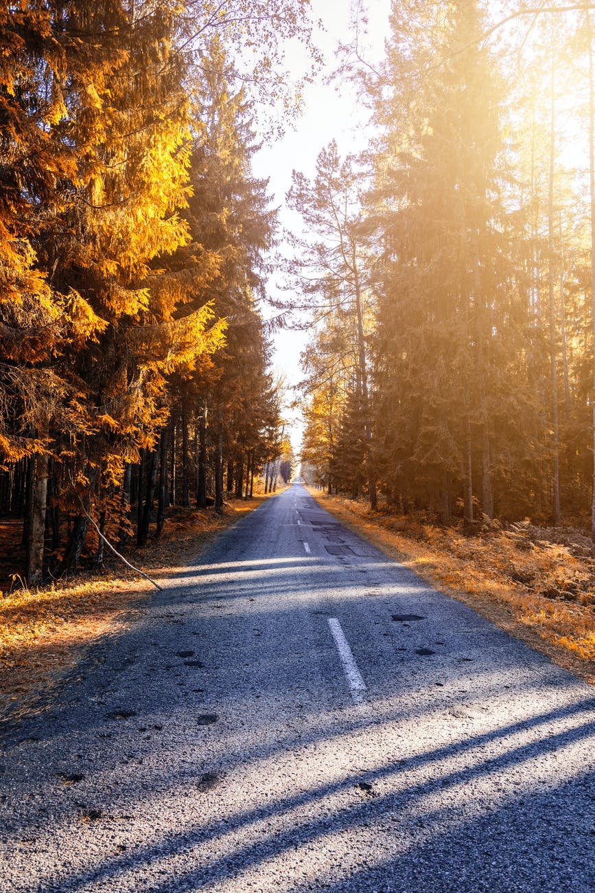 photograph of a pathway in forest